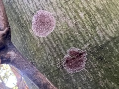 Septobasidium orbiculare