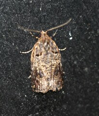 Cryptoptila australana