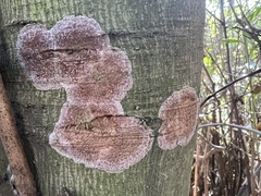 Septobasidium orbiculare