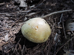 Agaricus sylvicola