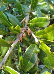 Disholcaspis quercusvirens