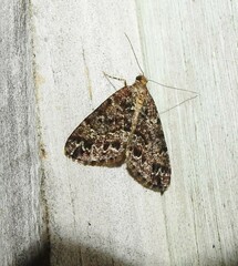 Pseudocoremia productata