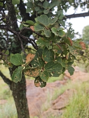 Dombeya rotundifolia