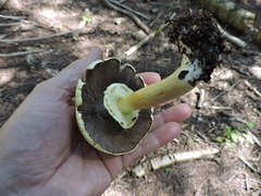 Agaricus sylvicola