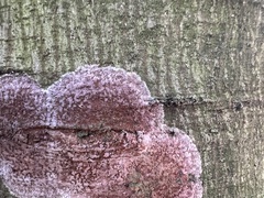 Septobasidium orbiculare