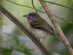 Oncostoma cinereigulare