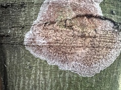 Septobasidium orbiculare