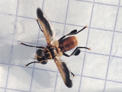 Trichopoda pictipennis