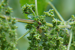 Scolopostethus affinis