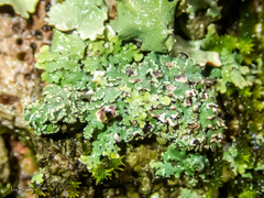 Heterodermia albicans