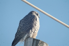 Falco rusticolus