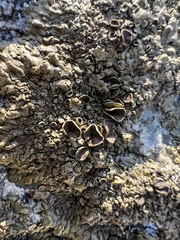 Xanthoparmelia pulla