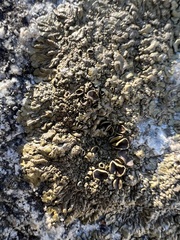 Xanthoparmelia pulla