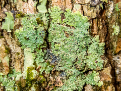 Heterodermia albicans