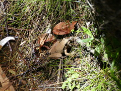 Ranoidea lesueuri