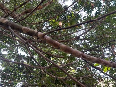 Septobasidium orbiculare