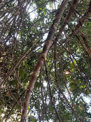 Septobasidium orbiculare