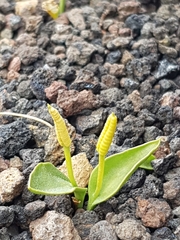 Ophioglossum polyphyllum