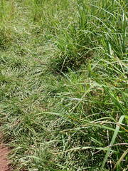Lolium rigidum