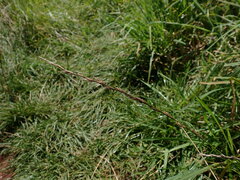 Lolium rigidum