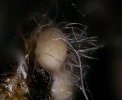 Volutella ciliata