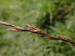 Lolium rigidum