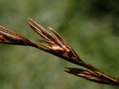 Lolium rigidum
