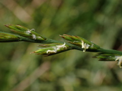 Lolium rigidum