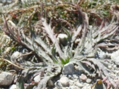 Plantago coronopus