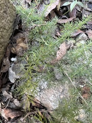 Asparagus acutifolius