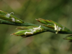 Lolium rigidum