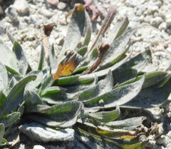 Plantago lagopus