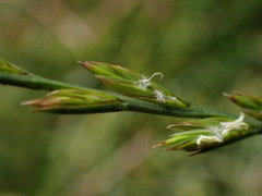 Lolium rigidum