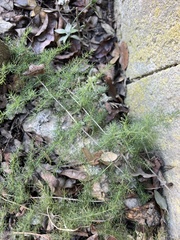 Asparagus acutifolius