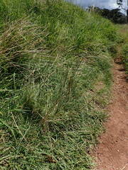 Lolium rigidum