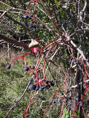 Parthenocissus inserta