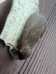 Elhamma australasiae