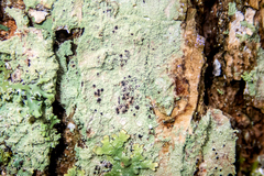 Bacidia schweinitzii