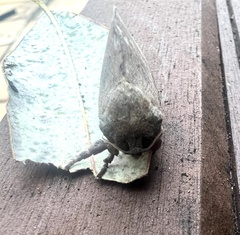 Elhamma australasiae