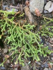 Selaginella oregana