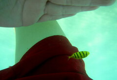 Gnathanodon speciosus