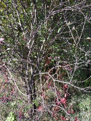 Parthenocissus inserta