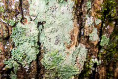 Bacidia schweinitzii