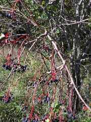 Parthenocissus inserta