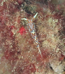 Phidiana militaris