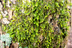 Forsstroemia trichomitria