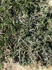 Teucrium balearicum
