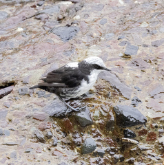Cinclus leucocephalus