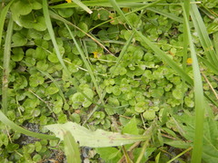 Lysimachia nummularia