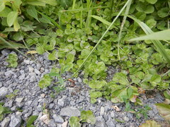 Lysimachia nummularia